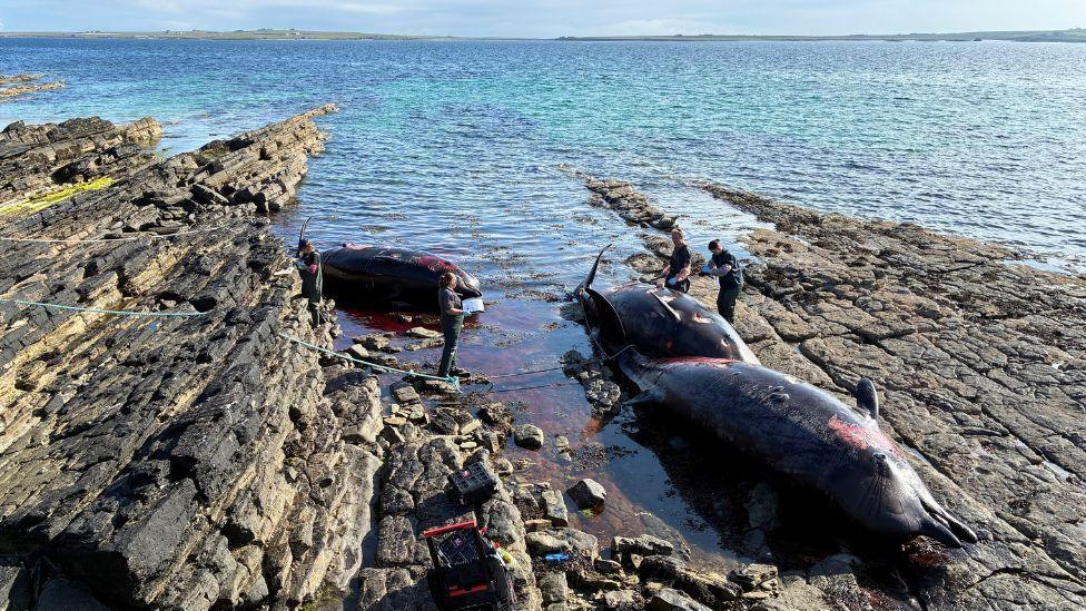 Three whale carcasses lie in shallow waters on a rocky shoreline. There are three people examining the carcasses, with equipment lying around them. A blue and turquoise sea extends out towards the horizon