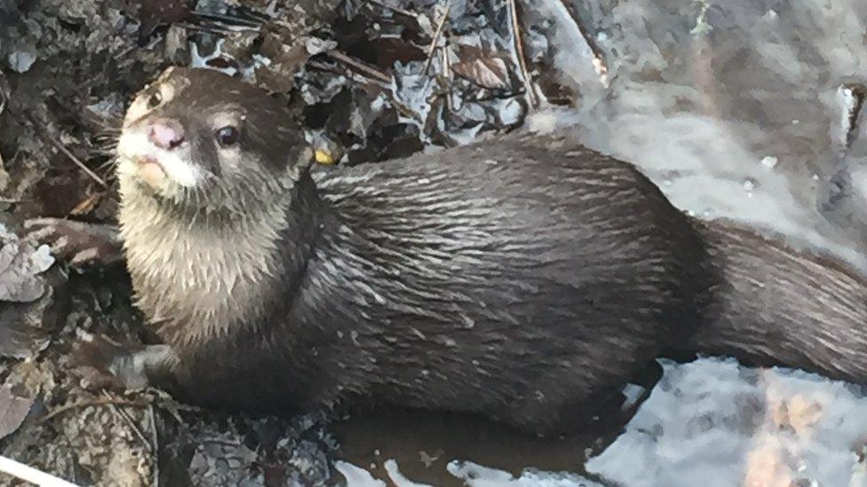 Geoff the Otter