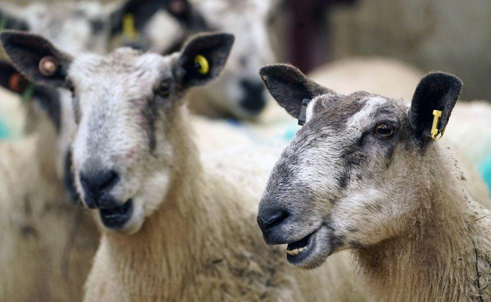 Sheep at High Crossgill Farm in Alston Moor, Cumbria