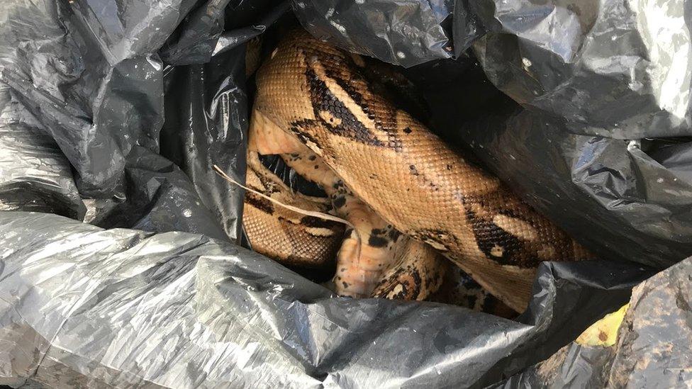 The RSPCA found two dead boa constrictors dumped in a Coventry park