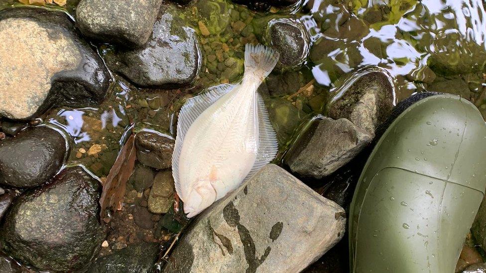 A dead flounder in the Three Mile River