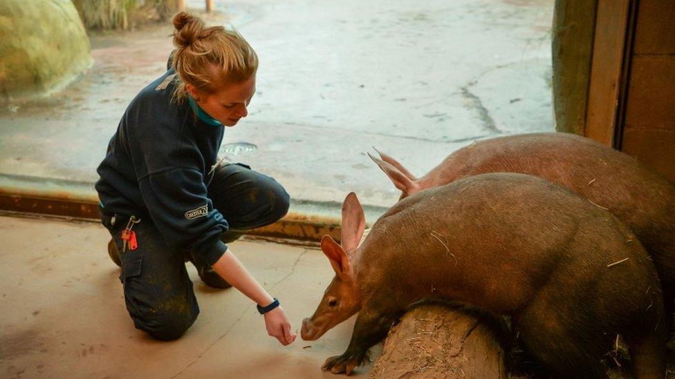 Lead keeper Kirsten cares for the aardvarks