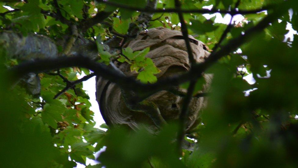 Asian hornet nest Jersey