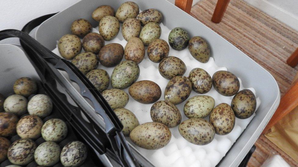 Black headed gull eggs