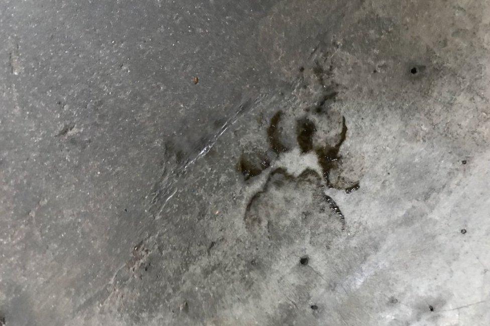 Paw print