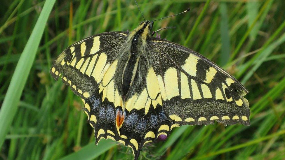 Swallowtail butterfly