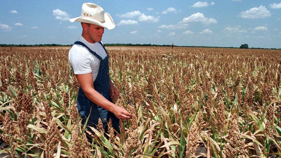 A sorghum field Elm Flat, Texas