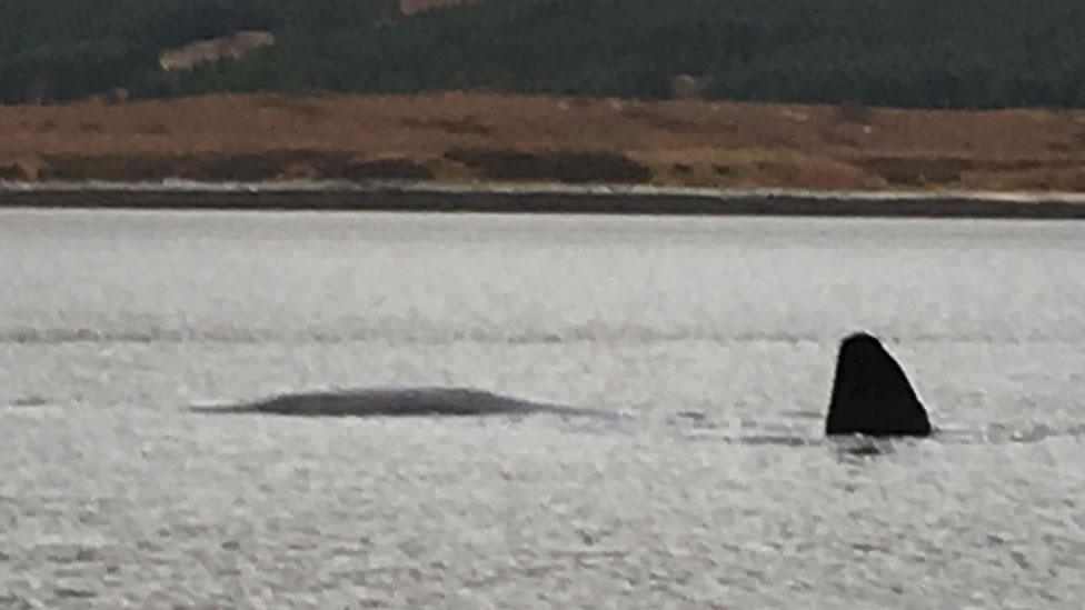 Sperm whale in Loch Eriboll