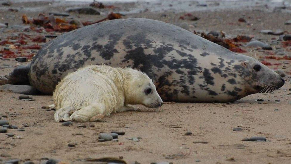 A pup with its mother