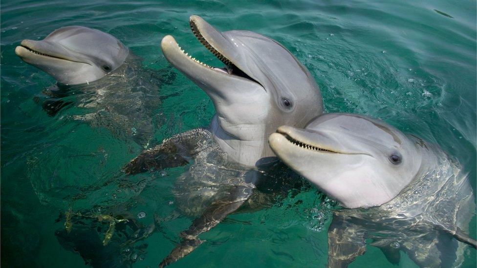 bottlenose-dolphins.