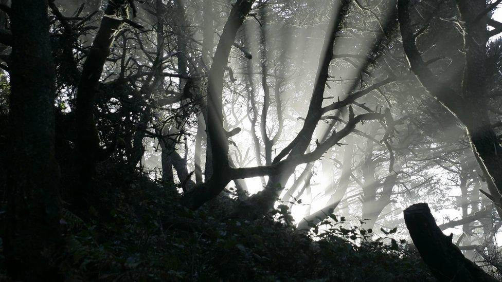 A generic image of a bright light shining through a forest