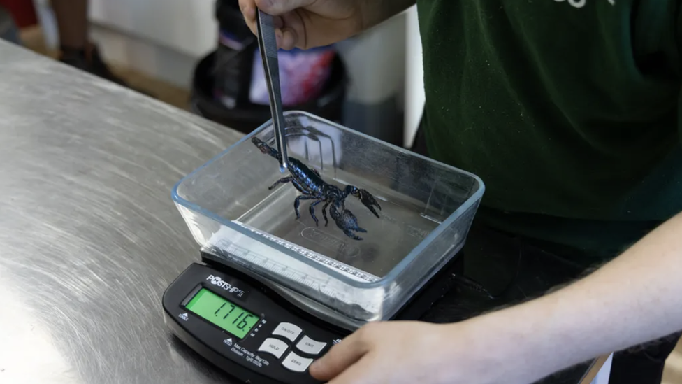 scorpion-being-weighed