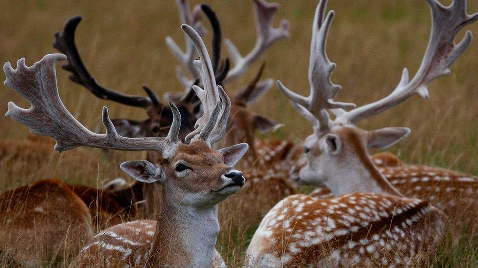 Fallow deer bucks at rest