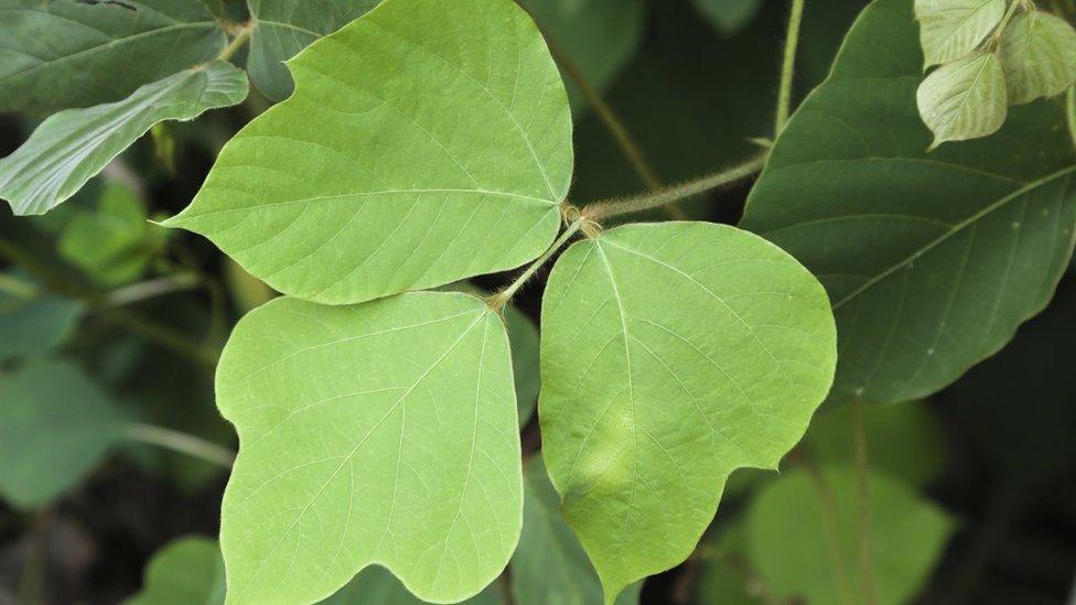 Kudzu plant