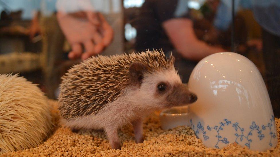 A hedgehog in a tank at the hedgehog cafe