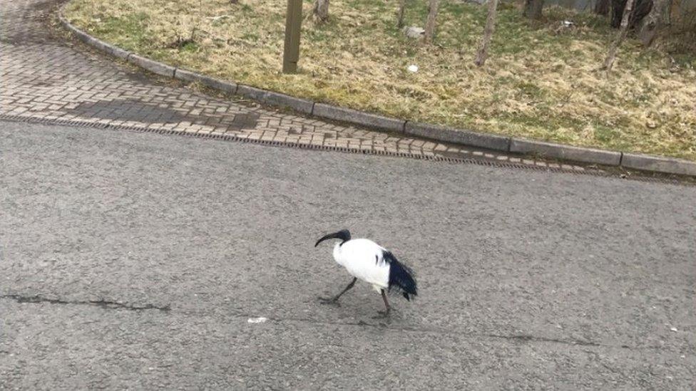 Ibis