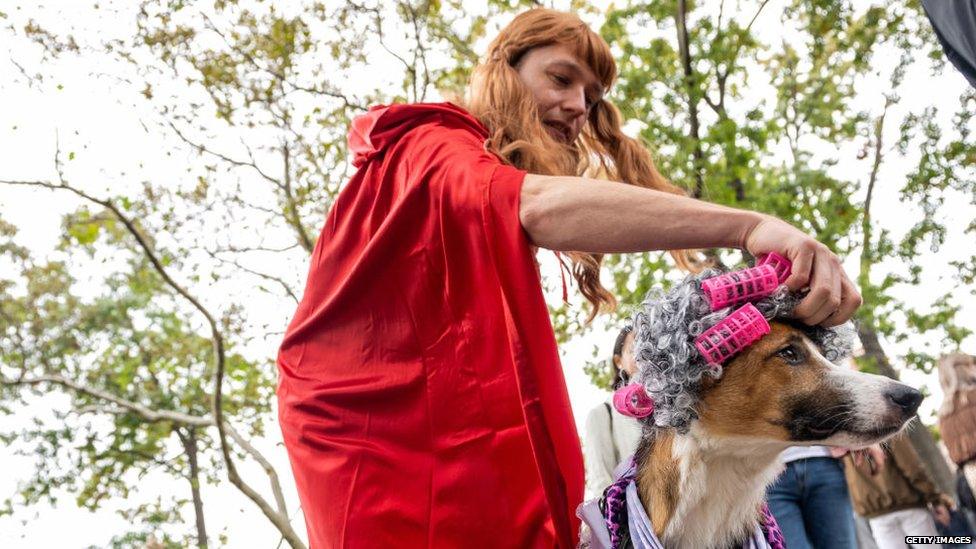 An owner dressed as red riding hood and their dog dressed as grandma with curlers and grey hair