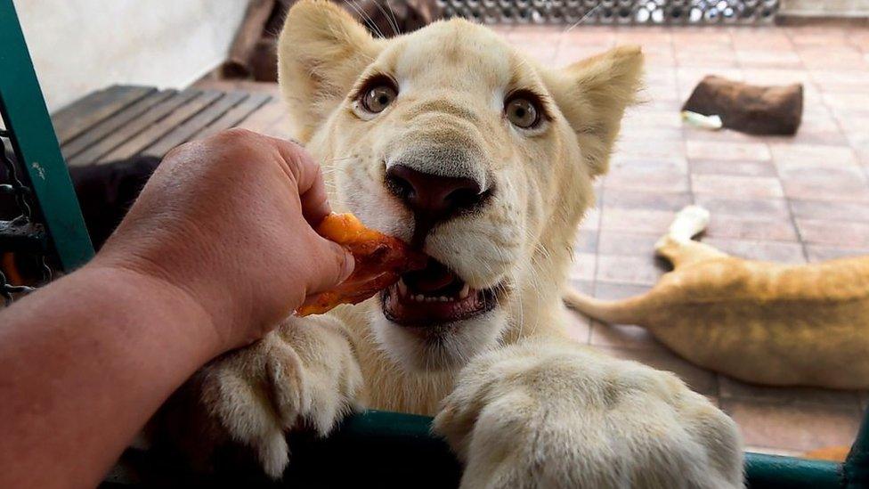 Hand feeds lion through a window