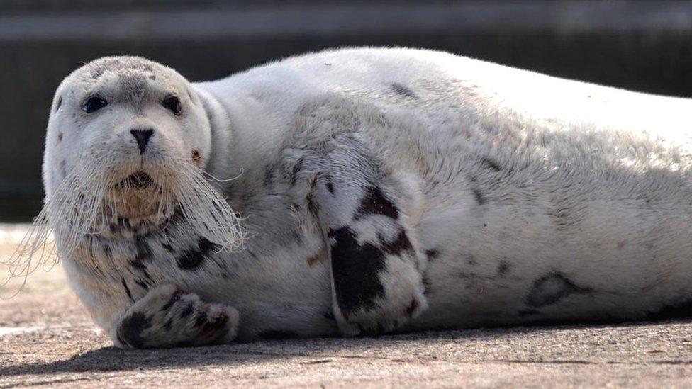 Bearded seal