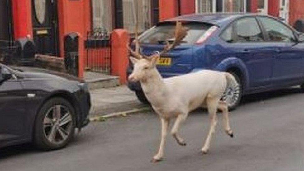 Stag roaming in Bootle