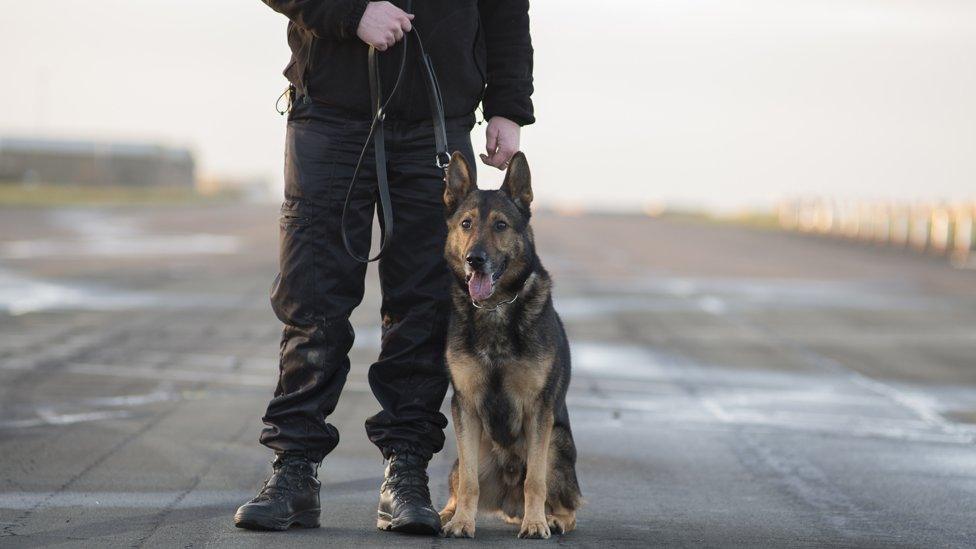 Police dog Finn and handler