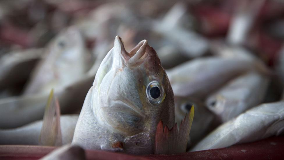 Fish caught in Thailand