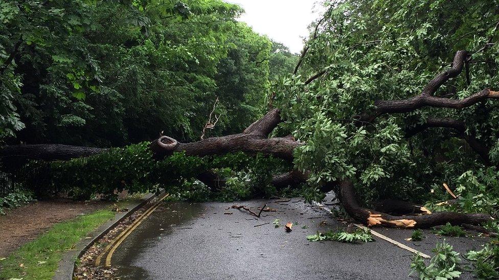 Oak tree blocking College Road in London