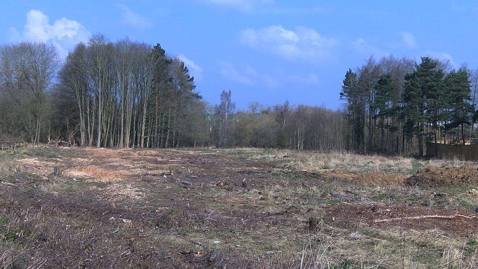 An area of felled trees at Priors Hall Park