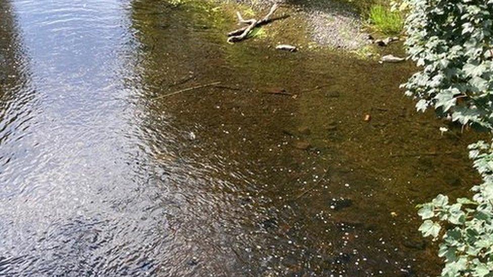 The stretch of the river at Thornyford Bridge