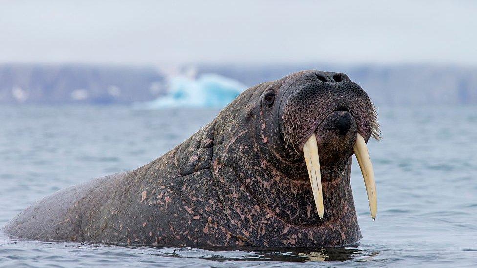 Walrus