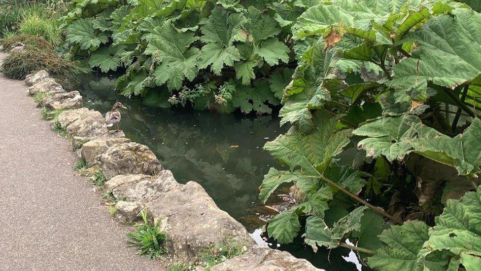 A pond in Ventnor Park