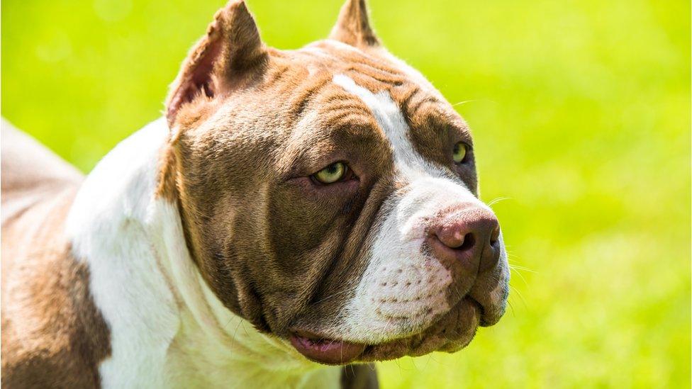 American bully dog