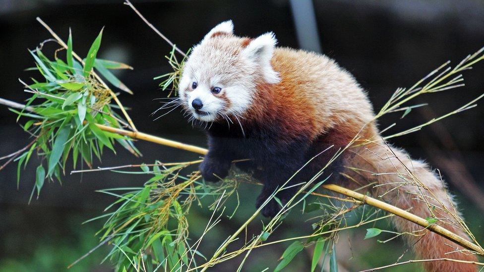 Red Panda