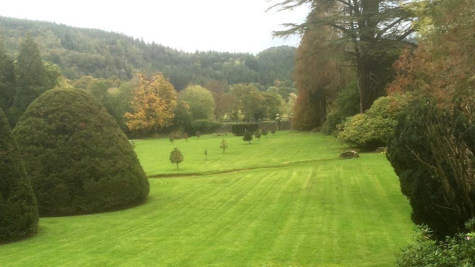 Green lawn and shaped trees