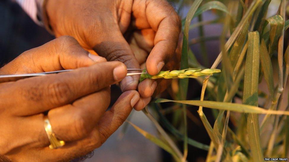 Wheat pre-breeding by The Crop Trust