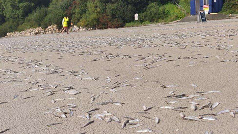 Fish on Downings beach