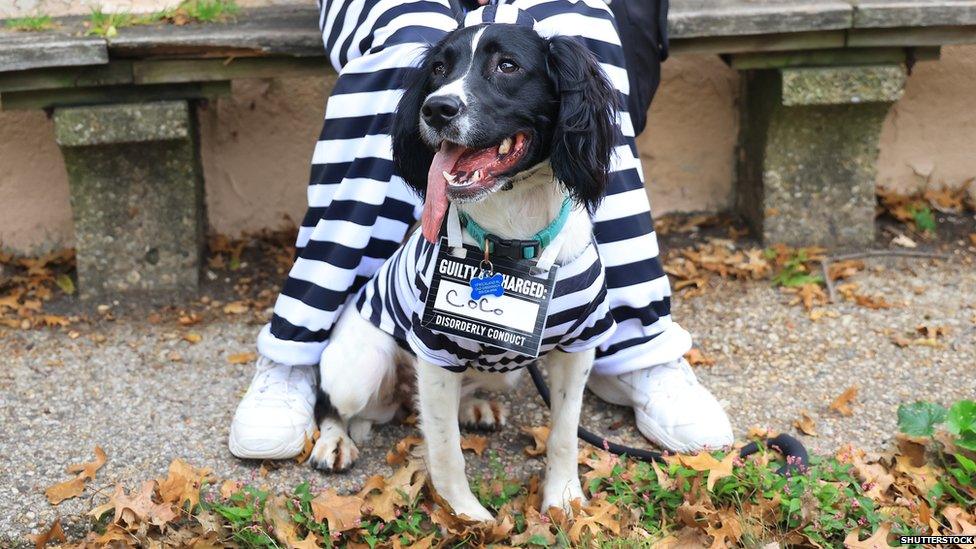 A dog dressed as a prisoner