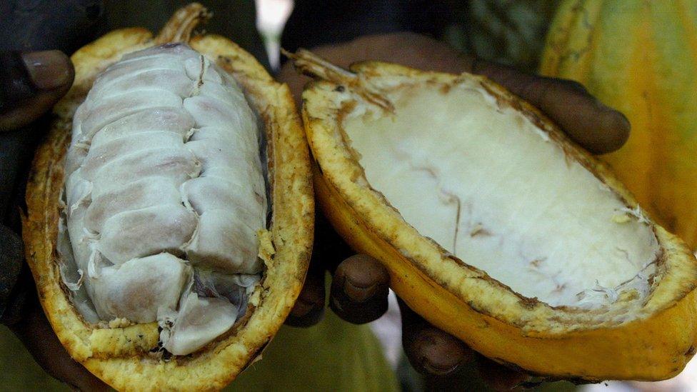 Cocoa pods