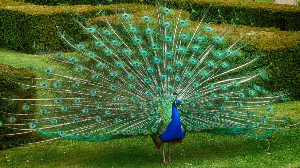 Peacock.