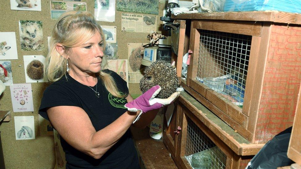 Annie Parfitt lifting a hedgehog