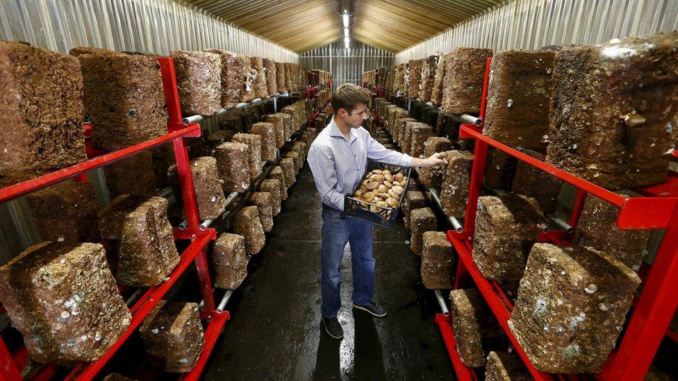 Alex Lussi of Swiss mushroom producer Gotthard-Pilze picks a shiitake mushroom