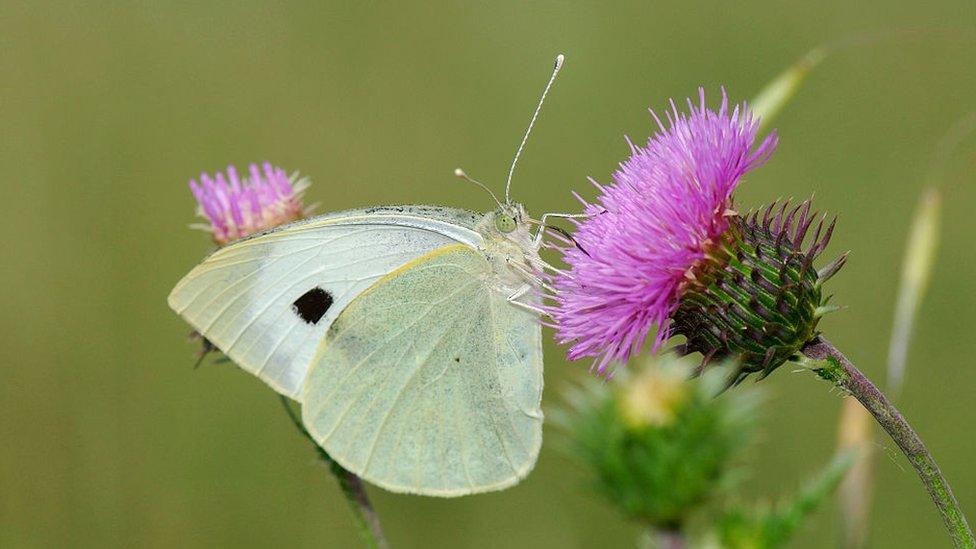 large white butterfly