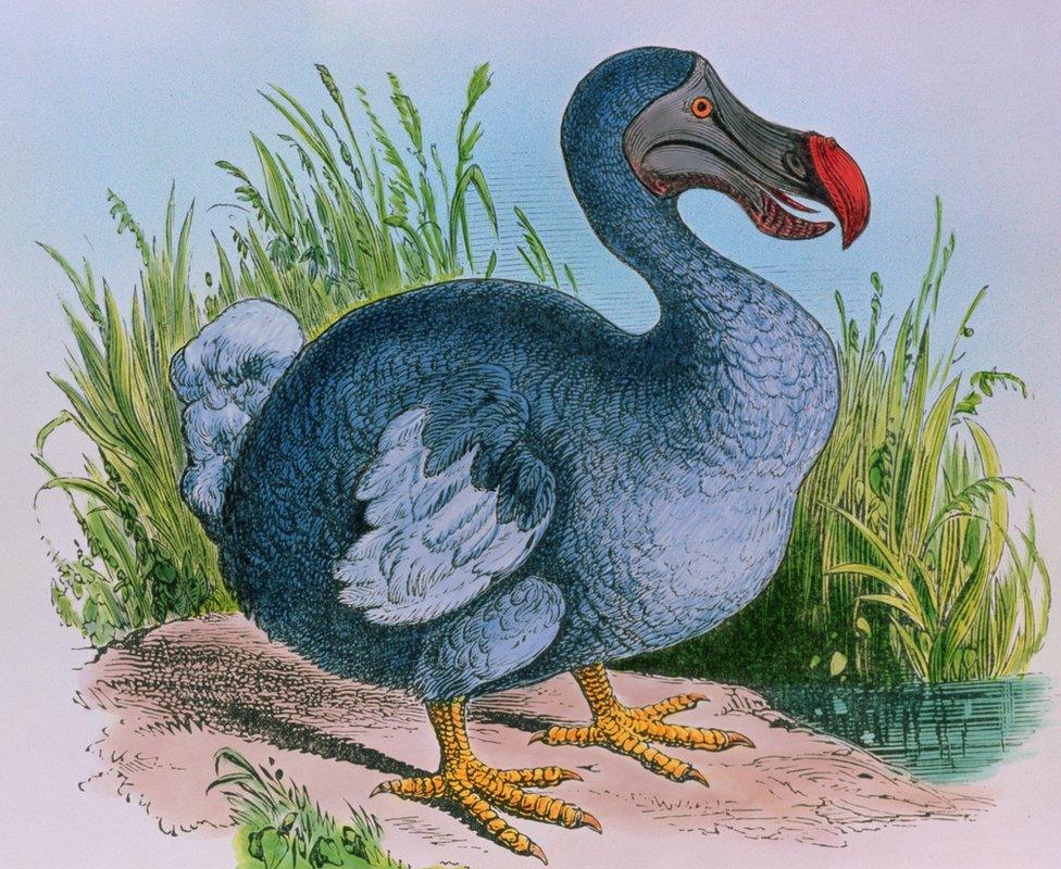 An engraving of the extinct dodo