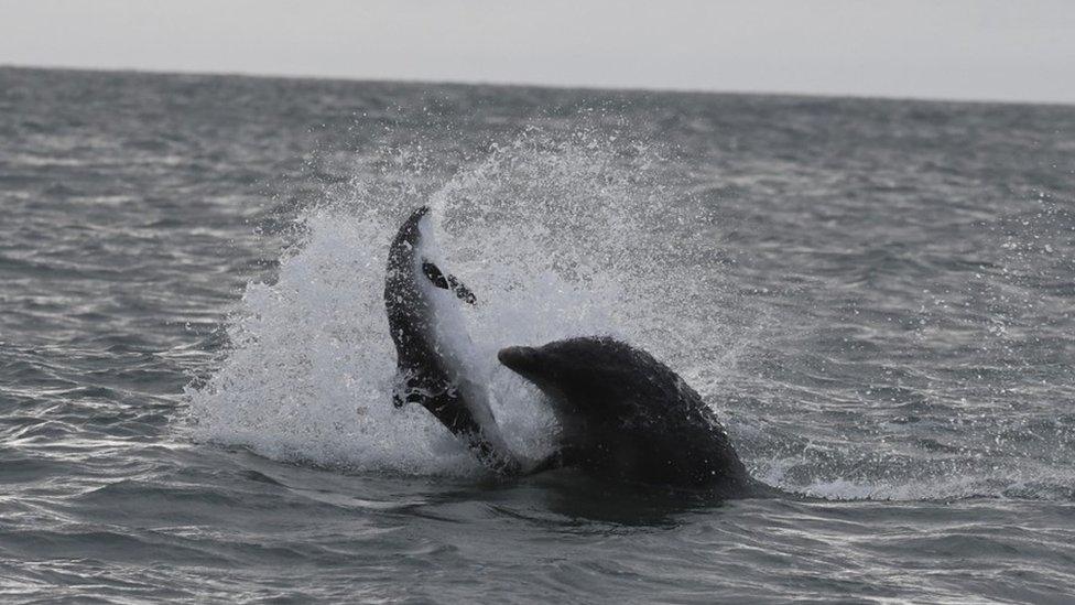 porpoise being killed