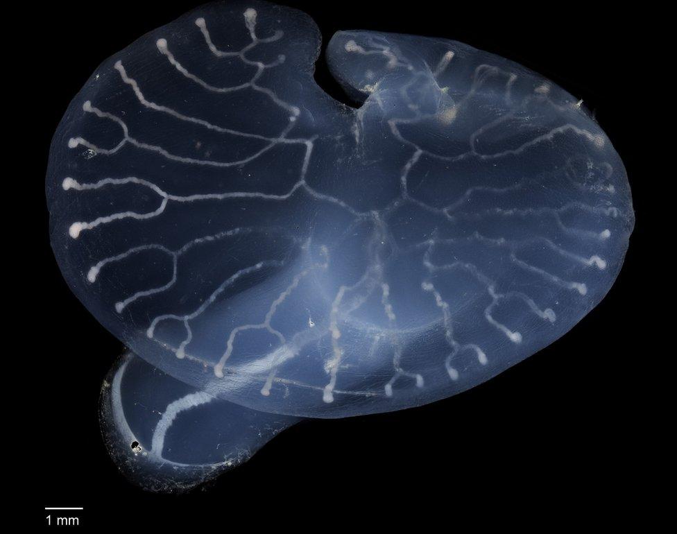 Dendrogramma organism photograph