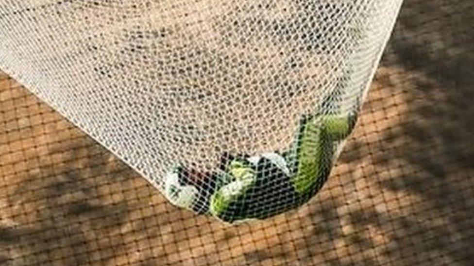 Skydiver Luke Aikins lands safely in the net. Photo: 30 July 2016