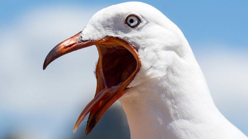 Angry seagull