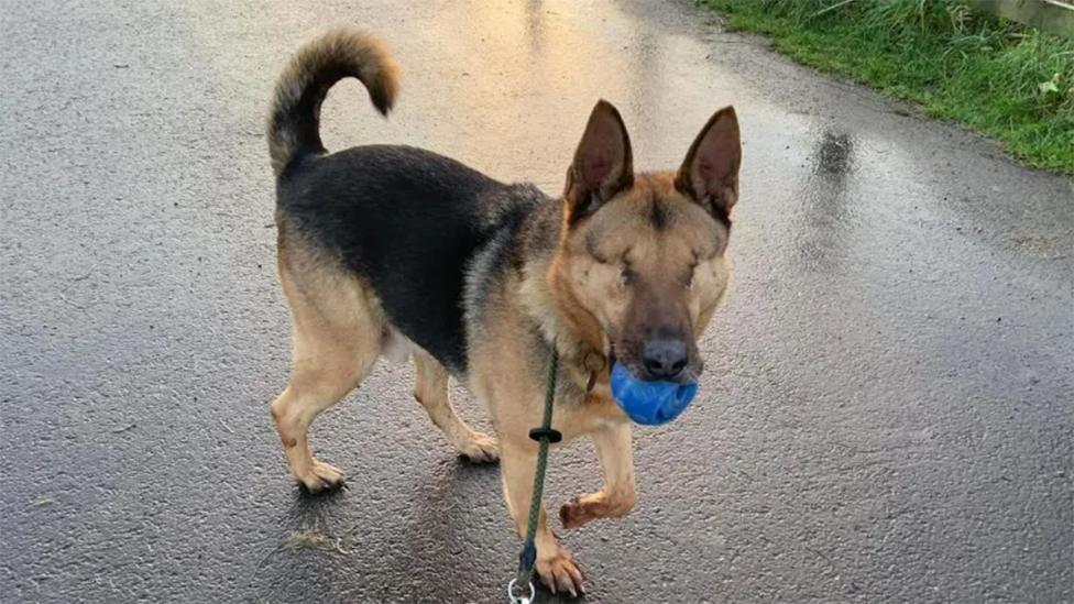 Benedict the dog with a ball