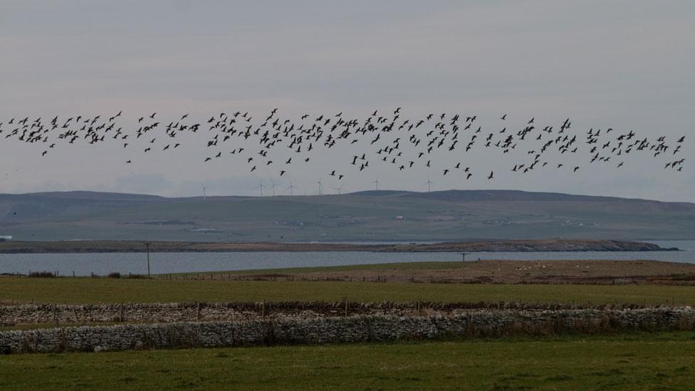 geese flying