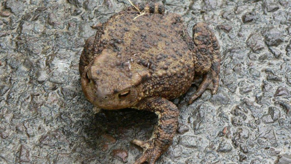 A toad on a road